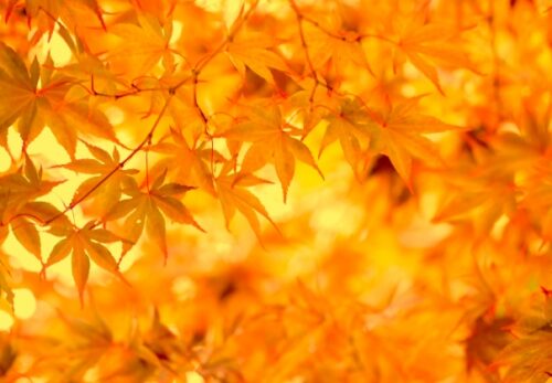 冬季休業のお知らせ