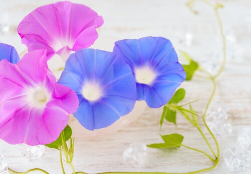 夏季休業のお知らせ